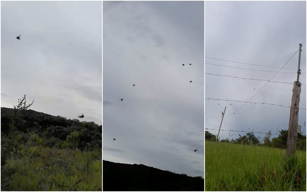 "Chuva de aranhas" acontece no verão, principalmente em regiões com calor e umidade — Foto: Patrícia Moser/EPTV