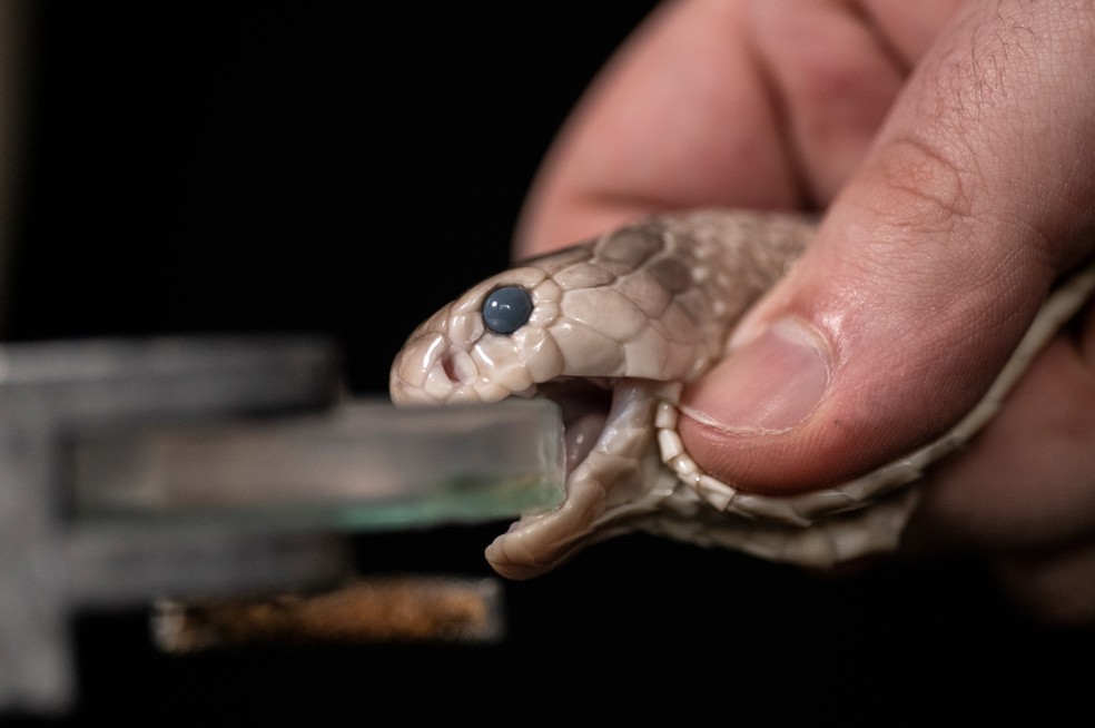 Veneno sendo extraído da Naja atra, uma espécie de naja que vive em áreas do sudeste da Ásia. — Foto: Centre for Tropical Medicine. ©Simon Townsley