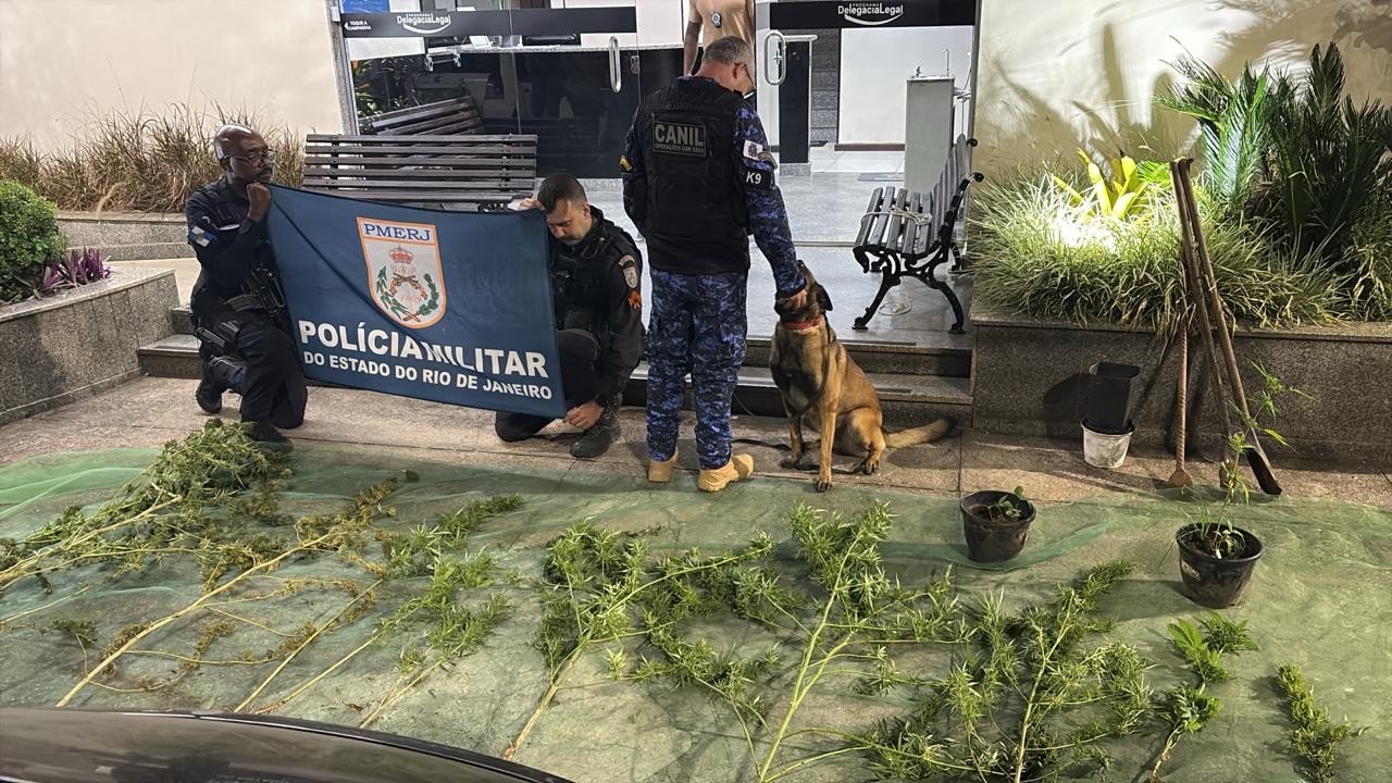 Cães farejadores ajudam a localizar plantação de maconha em área de mata em Itaipava, no RJ