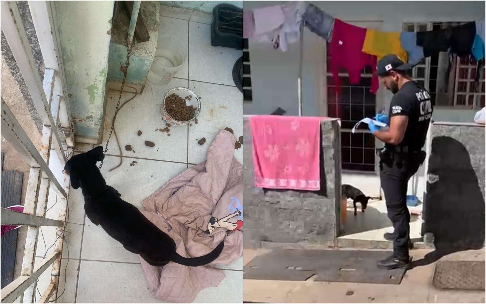 Mulher é presa por suspeita de maus-tratos contra cachorro em Maria da Fé, MG