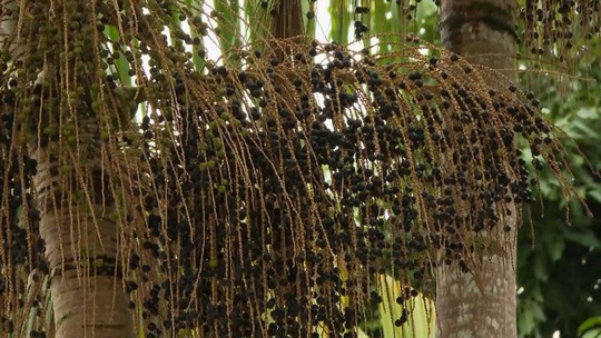 Você conhece a juçara? Árvore da Mata Atlântica produz fruto semelhante ao açaí e palmito - Fruto tem impulsionado a economia de Rio Novo do Sul, no Sul do Espírito Santo, onde pequenos produtores e agroindústrias apostam na exploração sustentável da espécie.