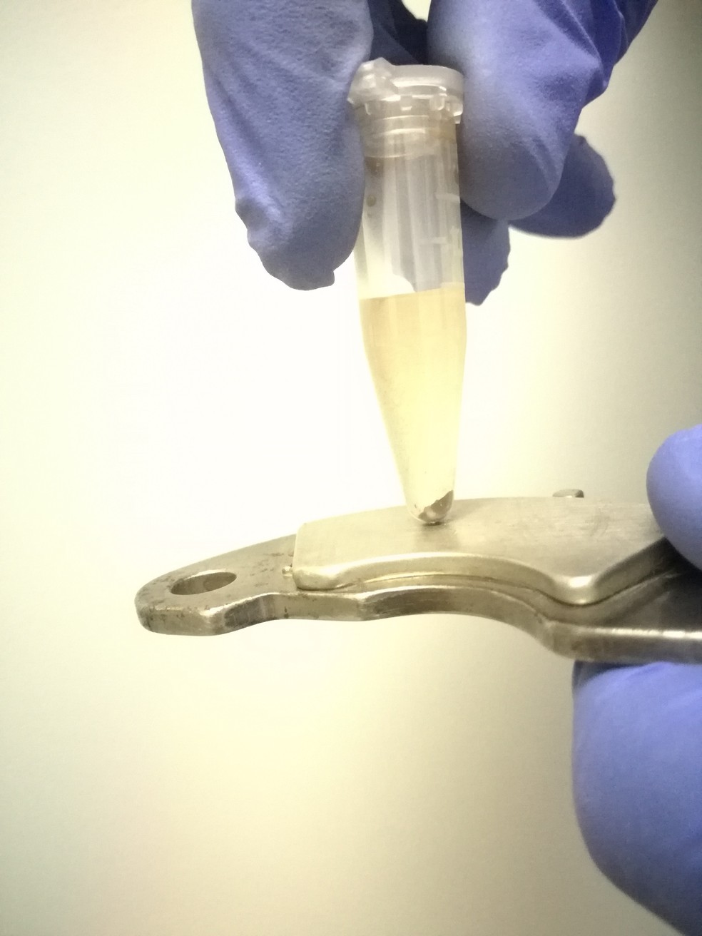 Biossensor brasileiro avisa se alimentos estão contaminados por bactérias  como a salmonella | G1