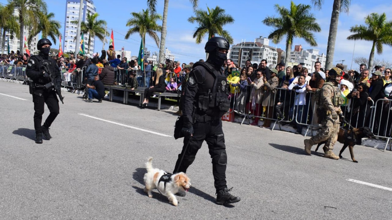 Cadela 'fiapo de manga' desfila com policiais armados e grandes cães farejadores no 7 de Setembro em SC