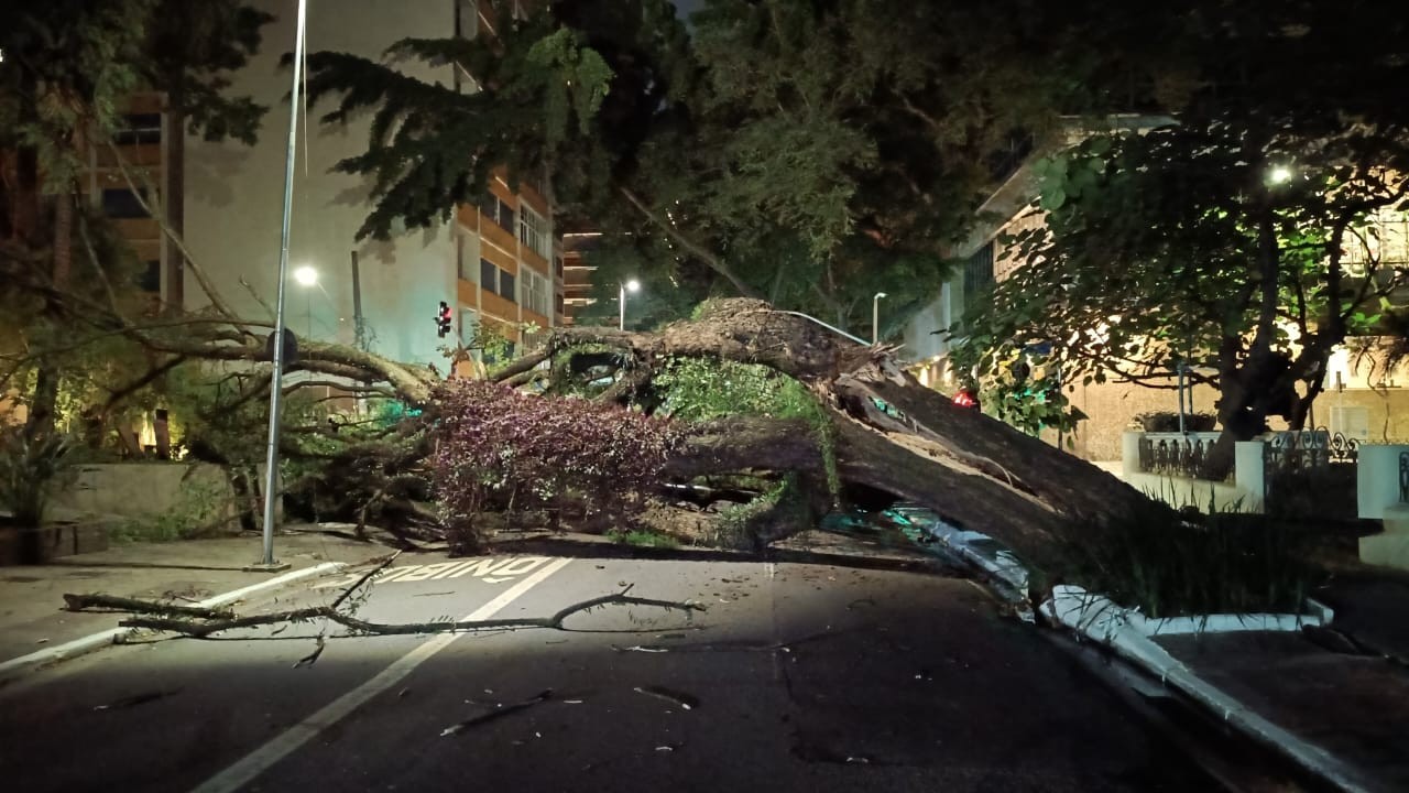 Árvore de grande porte cai e bloqueia cruzamento na região central de São Paulo