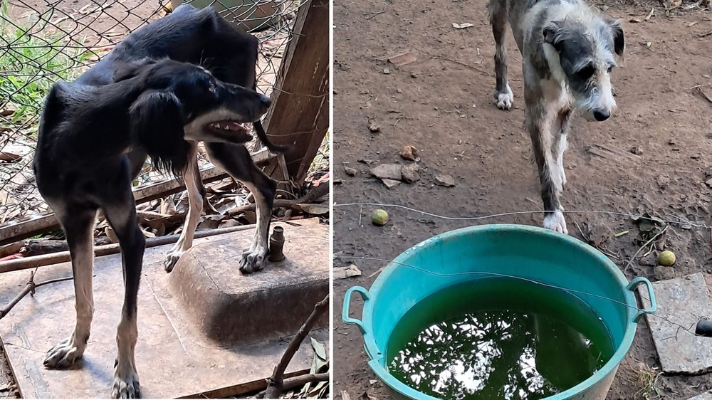 Homem é preso em flagrante por maus-tratos a 17 cães em Araçatuba; animal morre após resgate