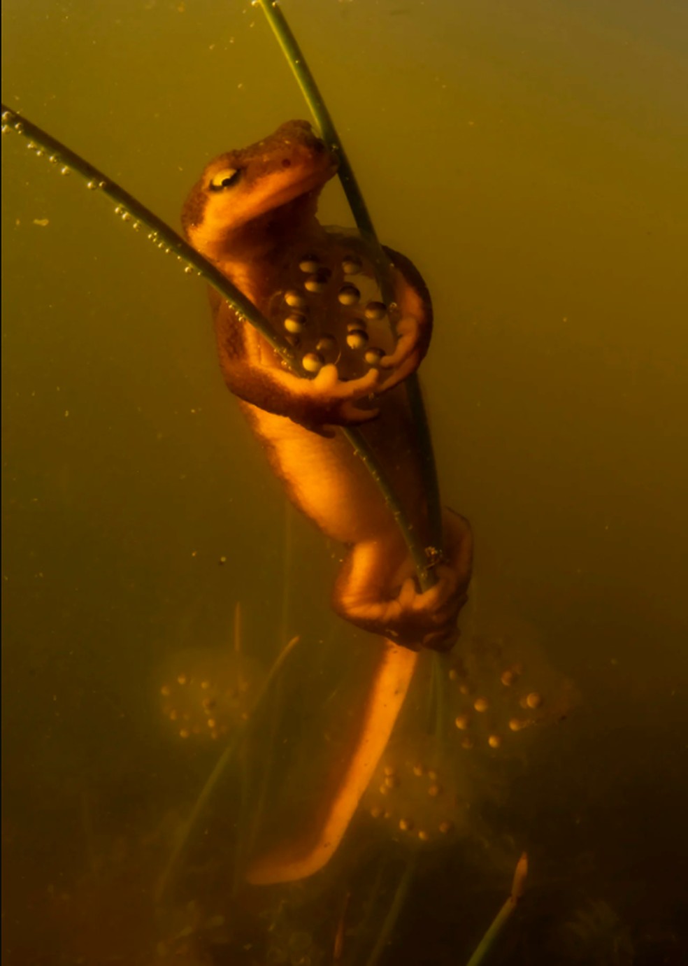 Salamandra-da-califórnia pondo ovos ganhou o prêmio na categoria Comportamento: Anfíbios e Répteis para Anton Sorokin — Foto: Anton Sorokin