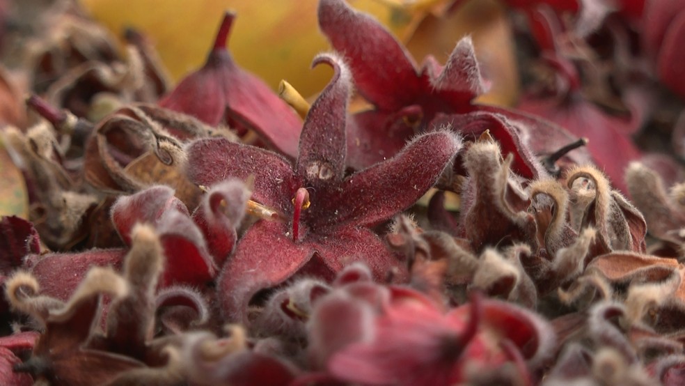 Segundo especialista, odor forte do chichá fedorento vem da flor — Foto: Reprodução/ TV Gazeta