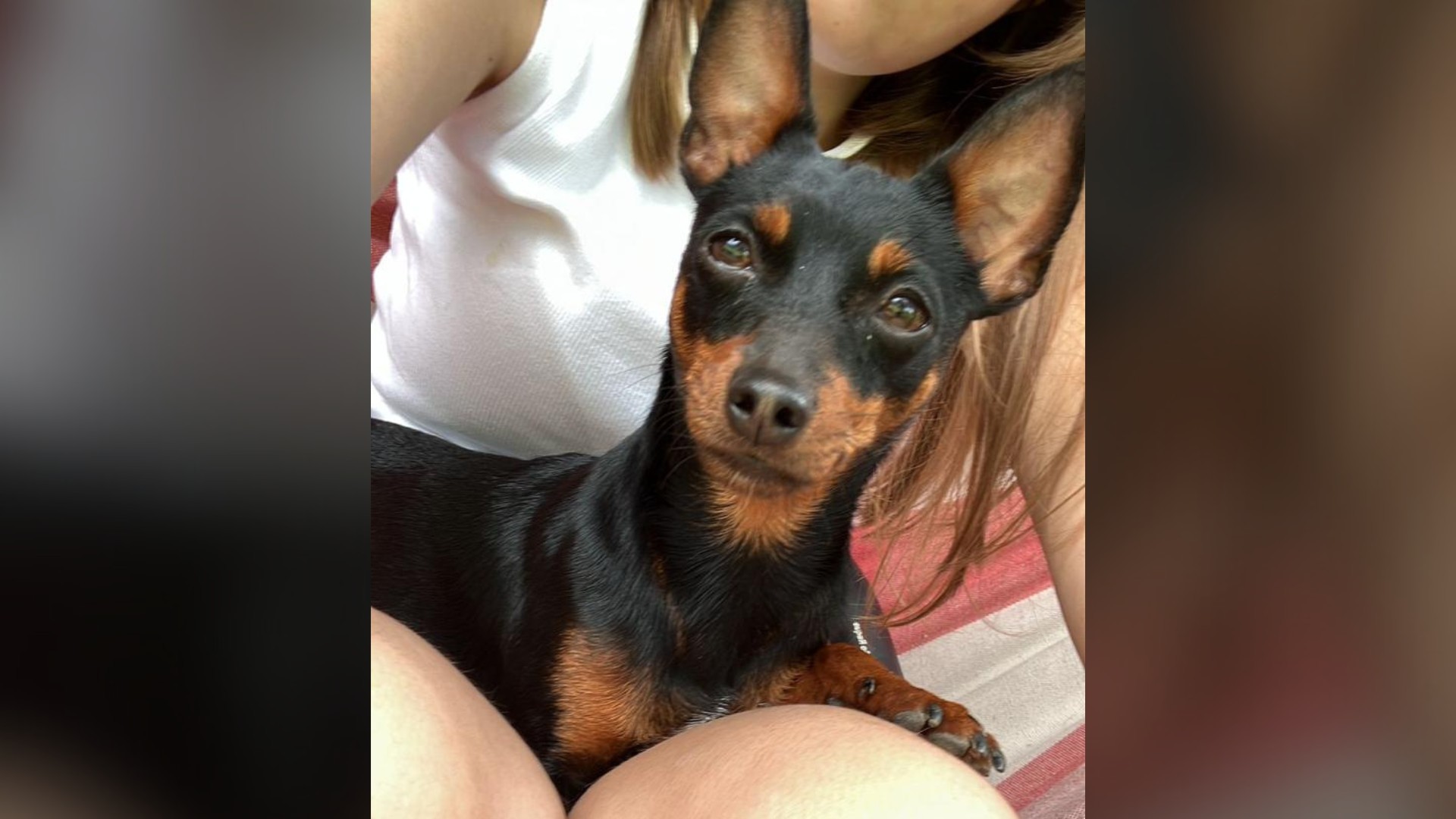 Tutores registram BO contra vizinho suspeito de agredir e matar cachorro a pauladas em São Roque