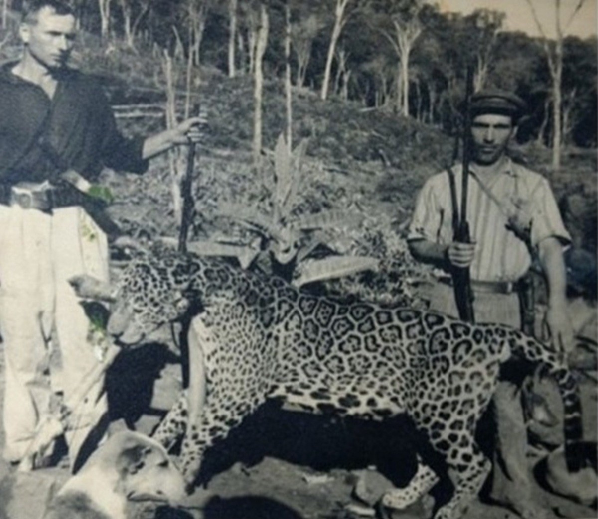 Estudo busca esclarecer desaparecimento das onças-pintadas em SC reunindo últimos vestígios catalogados; FOTOS