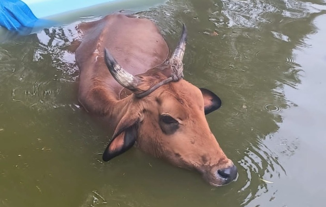 Vaca cai em piscina e é resgatada no interior de SP