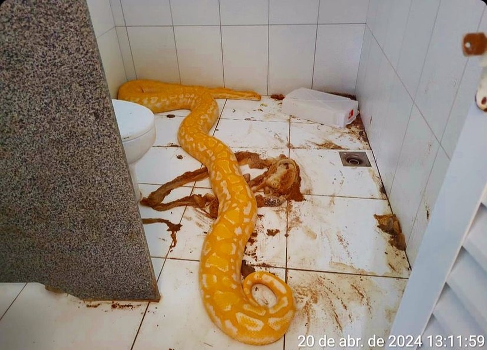 Cobra píton resgatada era mantida em banheiro e media mais de 5 m — Foto: BPA