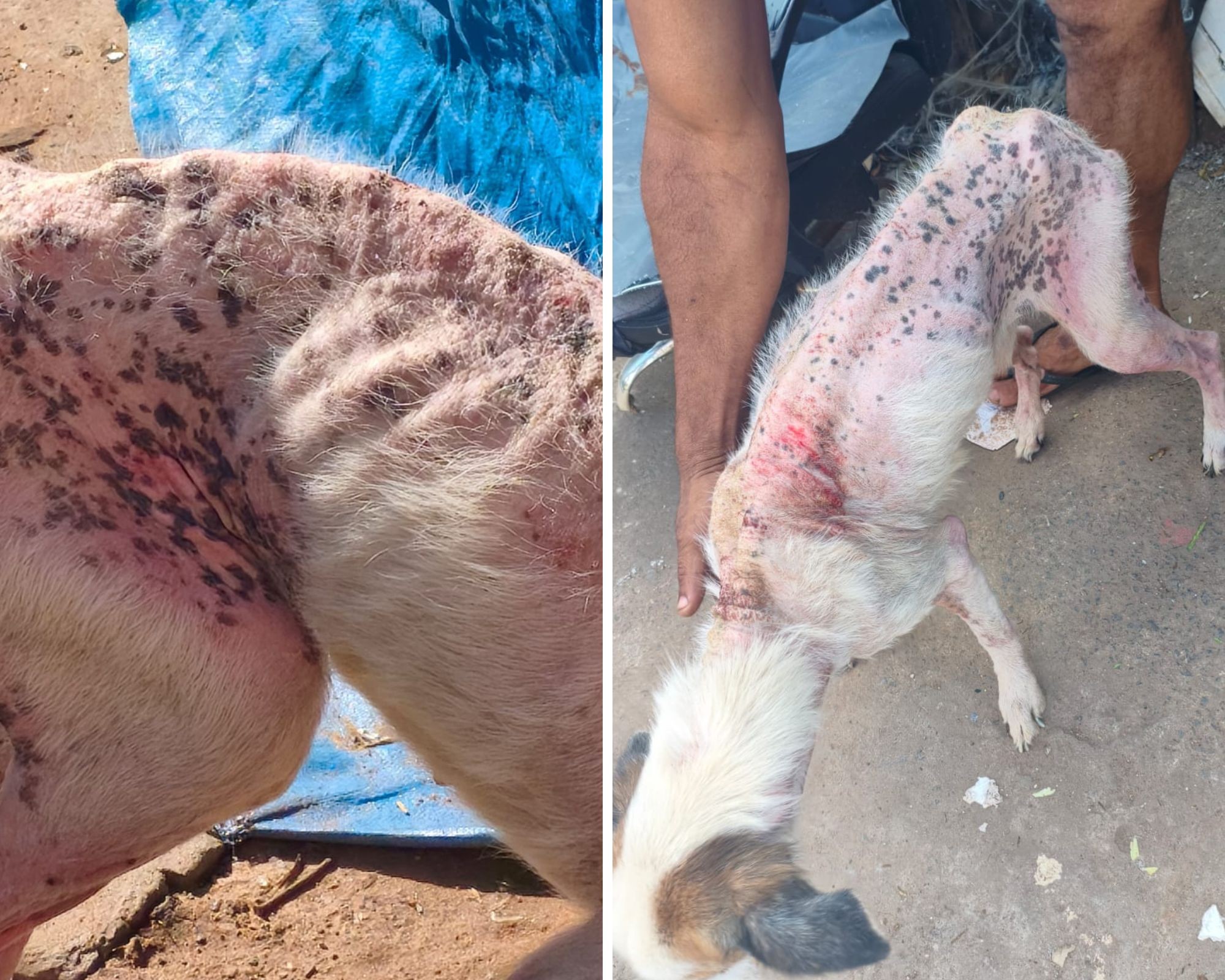 Homem é preso por maus-tratos após deixar cachorro sem comida e água no interior de SP