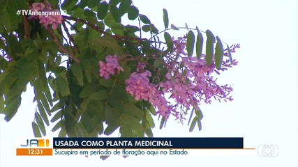 Veja os benefícios da planta medicinal Sucupira