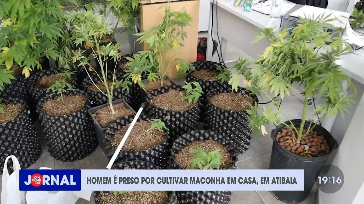 Homem é preso por cultivar plantação de maconha em casa em Atibaia, SP