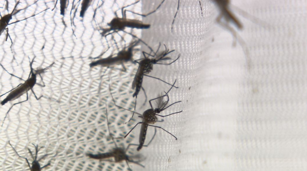 Período de calor e chuva multiplica casos de dengue em Campinas; veja 15 medidas de prevenção