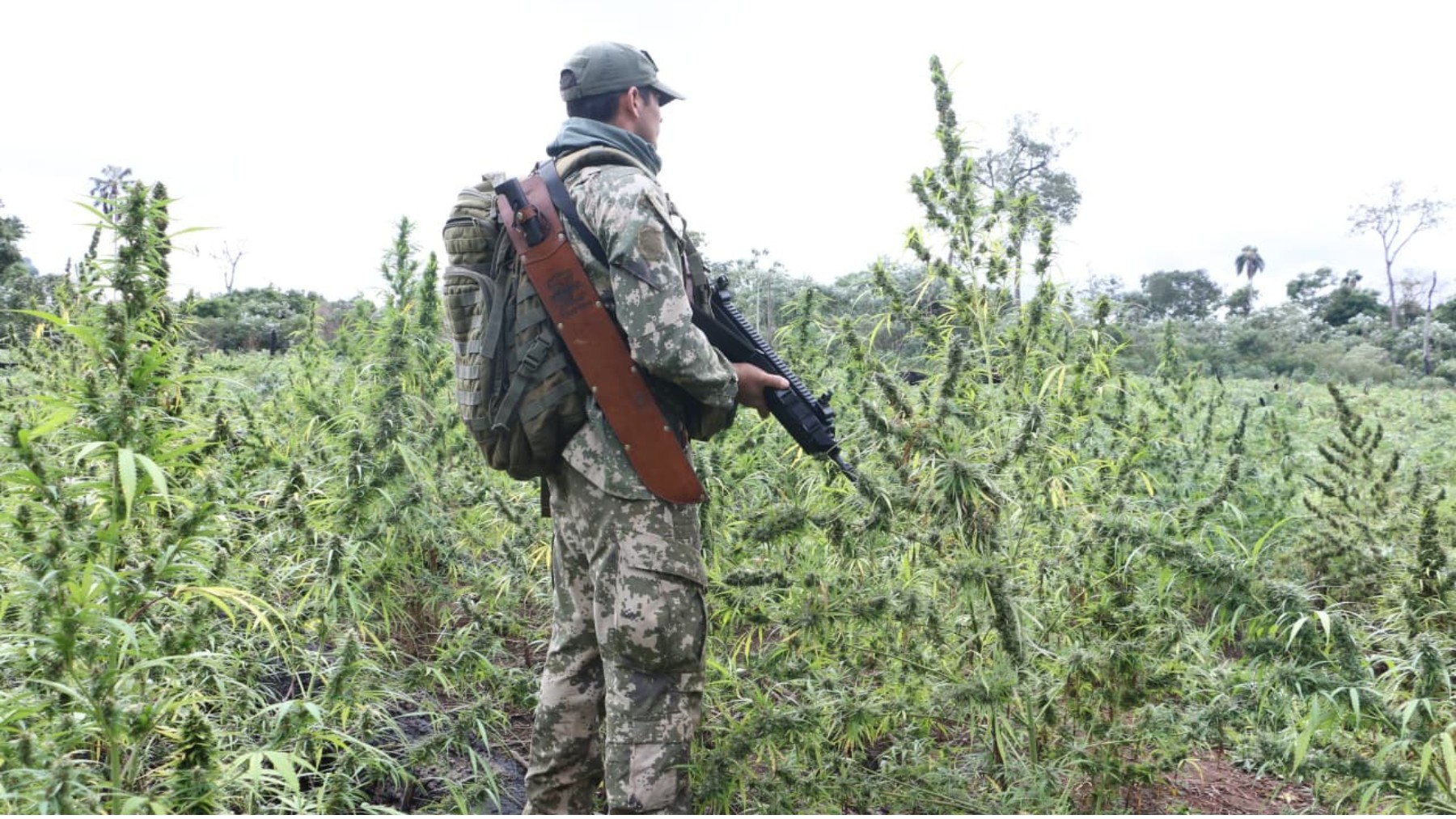 Plantações de maconha equivalentes a 130 campos de futebol são incineradas em operação conjunta do Brasil e Paraguai