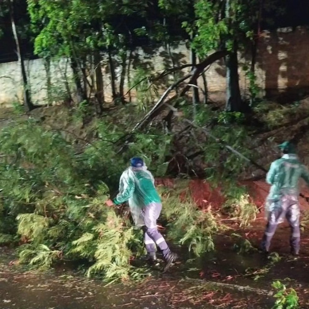 Temporal derrubou mais de 60 árvores nesta sexta-feira (27), em Presidente Prudente (SP) — Foto: Secom