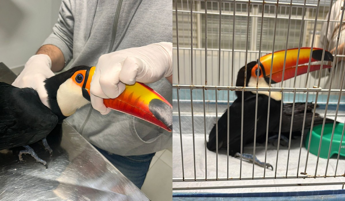 Tucano baleado com chumbinho não resiste após cirurgia, amputação da asa e estresse no interior de SP
