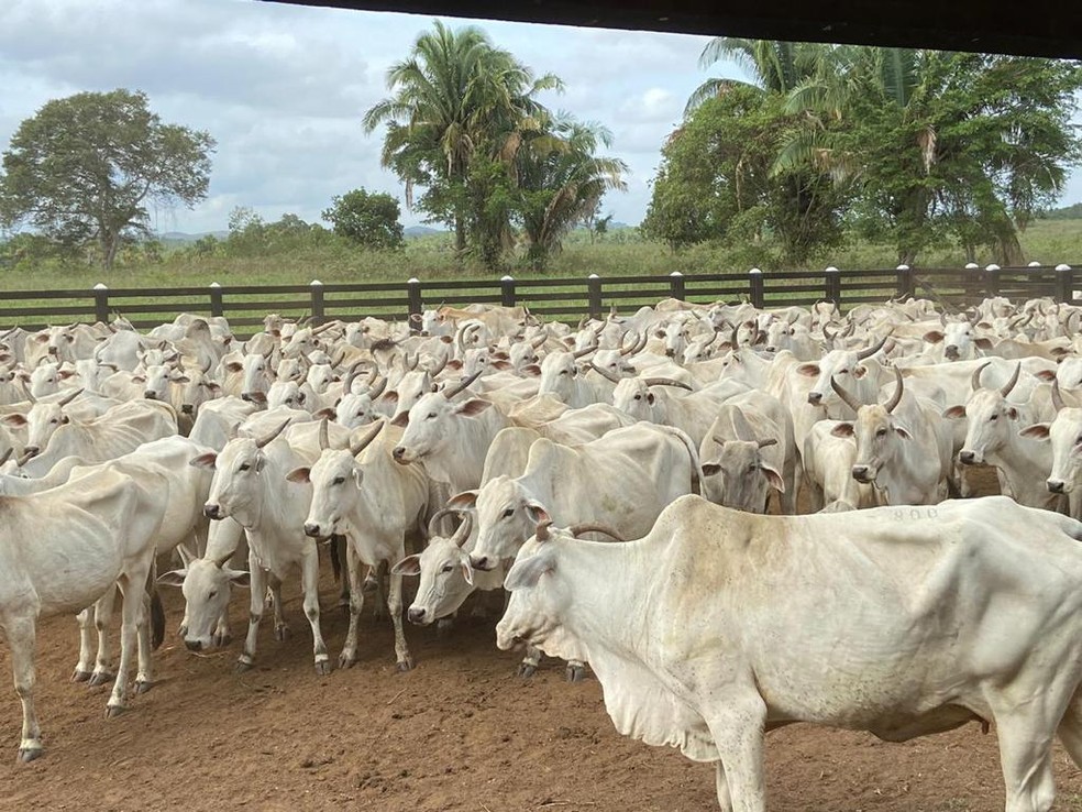 Leilões, Informações e Conteúdos para o Pecuarista