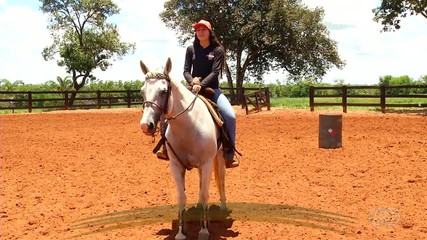 Saiba como é a rotina de animais que participam de competições esportivas