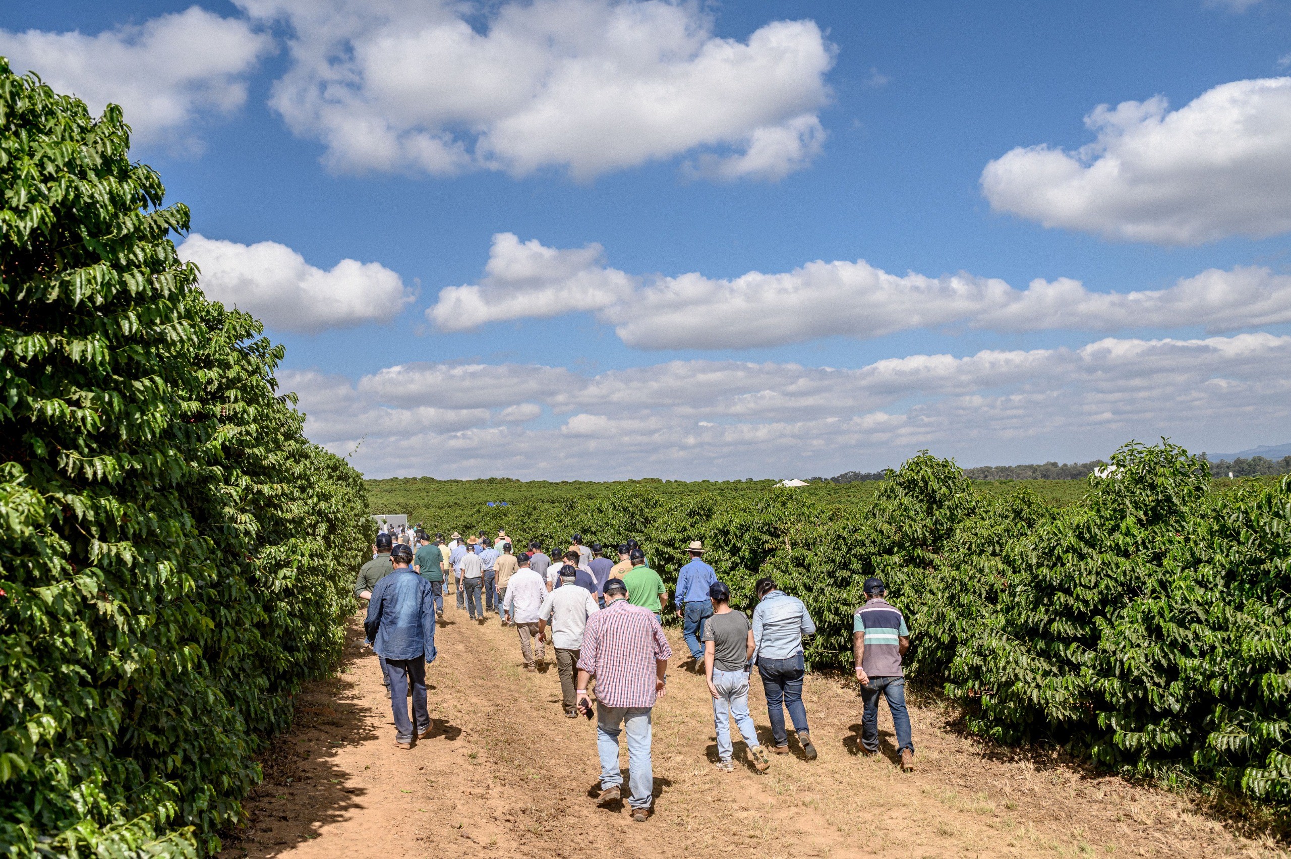 'Dias de Campo' apresenta técnica para reduzir uso de água em cafezais; veja como participar