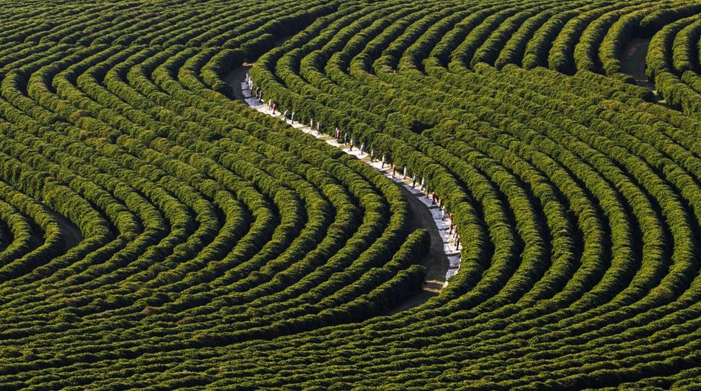 Produção de café na Fazenda Rainha, em São Sebastião da Grama — Foto: Divulgação