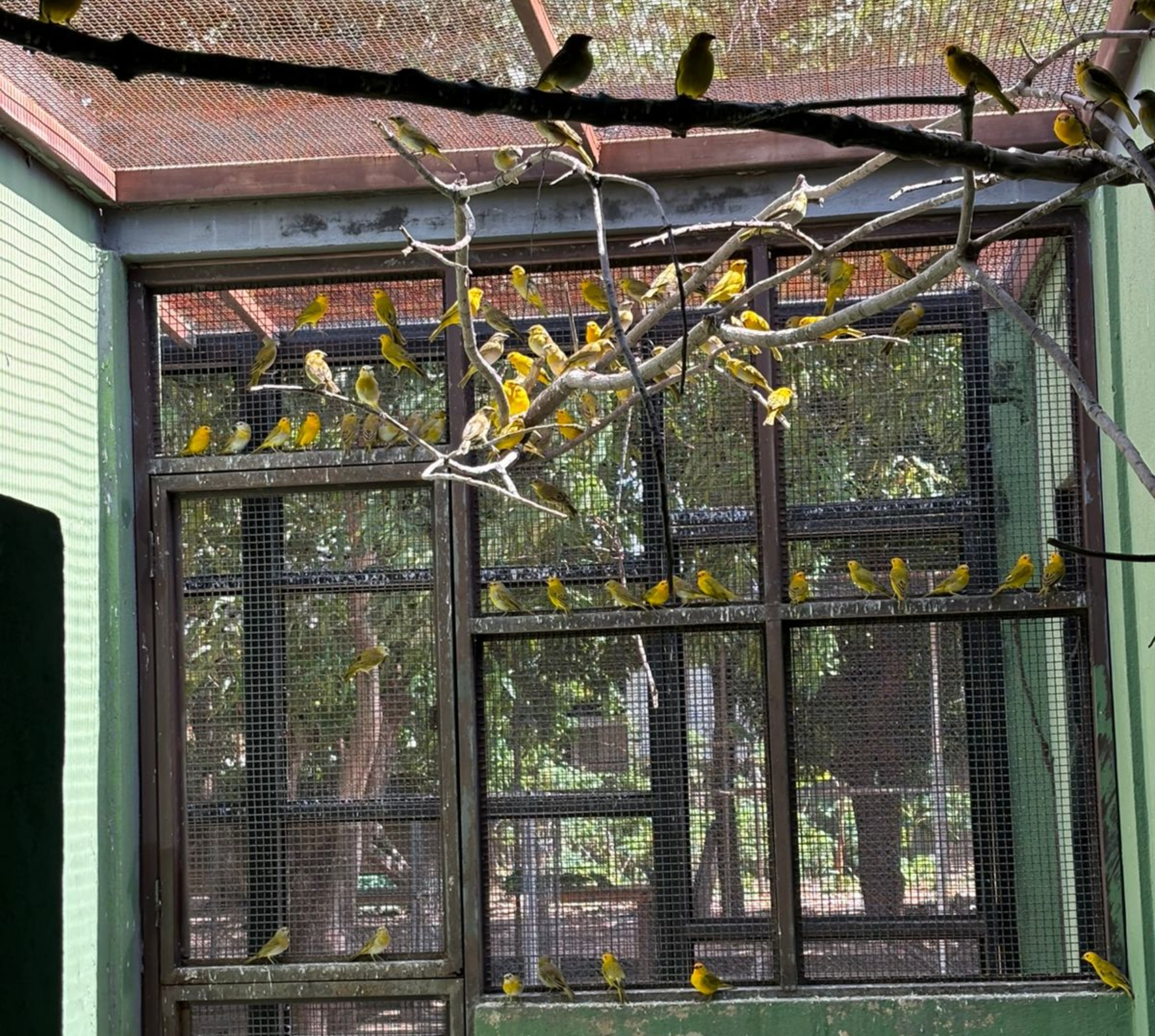 Mais de 400 canários-da-terra resgatados em Roraima são repatriados para a Venezuela