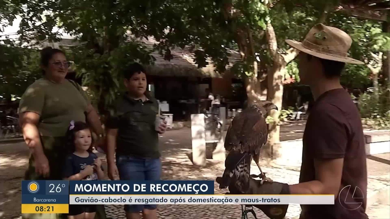 Gavião-caboclo resgatado de maus-tratos ganha nova chance no Mangal das Garças, no Pará