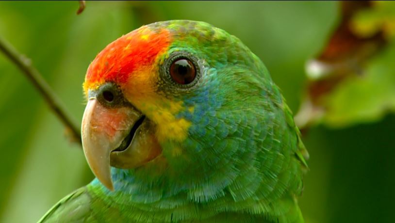 PF investiga desaparecimento de aves ameaçadas de extinção de parque zoológico em Alagoas