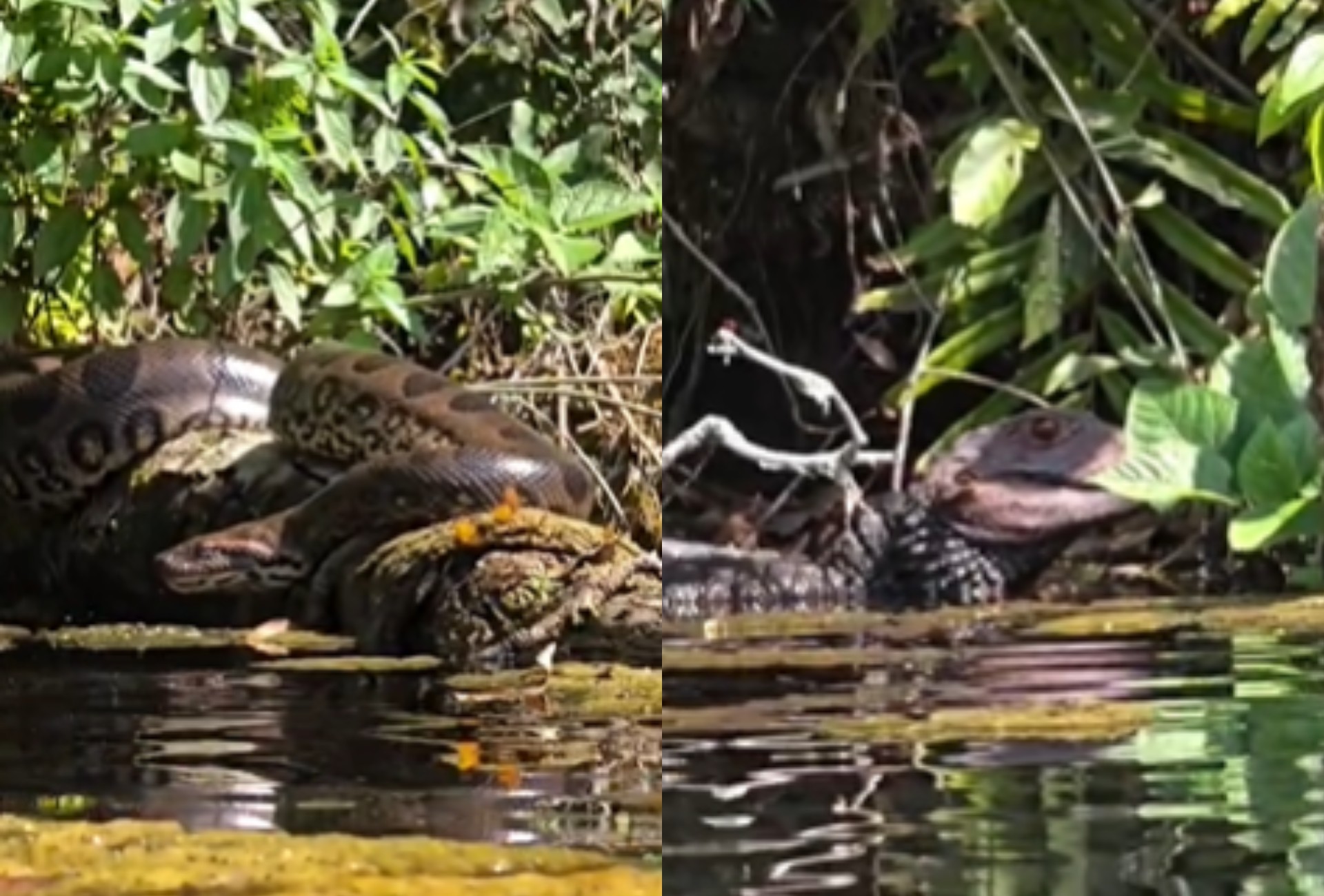 Fotógrafos seguem borboletas e dão de cara com sucuri e jacaré em banho de sol em rio cristalino; veja vídeo