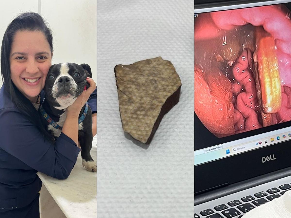 Filhote de pit monster engole pedaço de piso, bola de argila e prendedor; vídeo impressiona