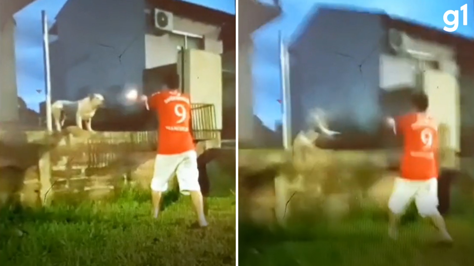 Homem atira contra pitbull no RS; suspeito disse à polícia que animal não obedecia aos comandos; VÍDEO