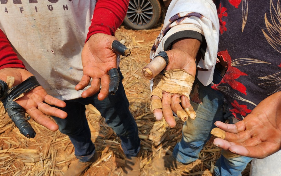 Homens são resgatados em situação semelhante a trabalho escravo em plantação de milho em Santa Bárbara de Goiás — Foto: Ministério do Trabalho/Divulgação