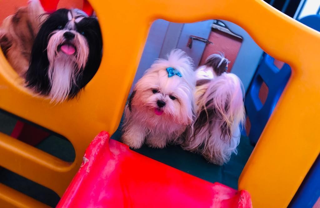 Setor pet cresce 116% em MT e aumento reflete tendência de tratamento humanizado aos animais
