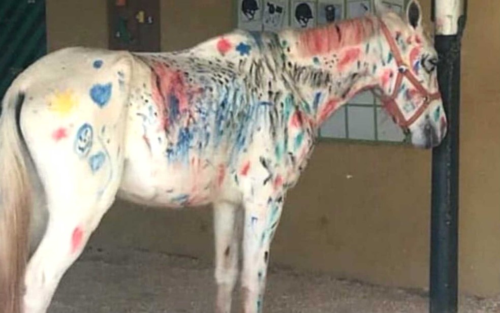 DF1  Cavalo é pintado com tinta durante atividade na Hípica de