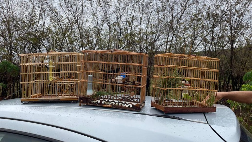 Dois homens são presos suspeitos de capturarem aves silvestres — Foto: Polícia Civil