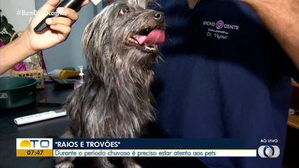 Especialista explica cuidados com os pets durante períodos chuvosos com raios e trovões