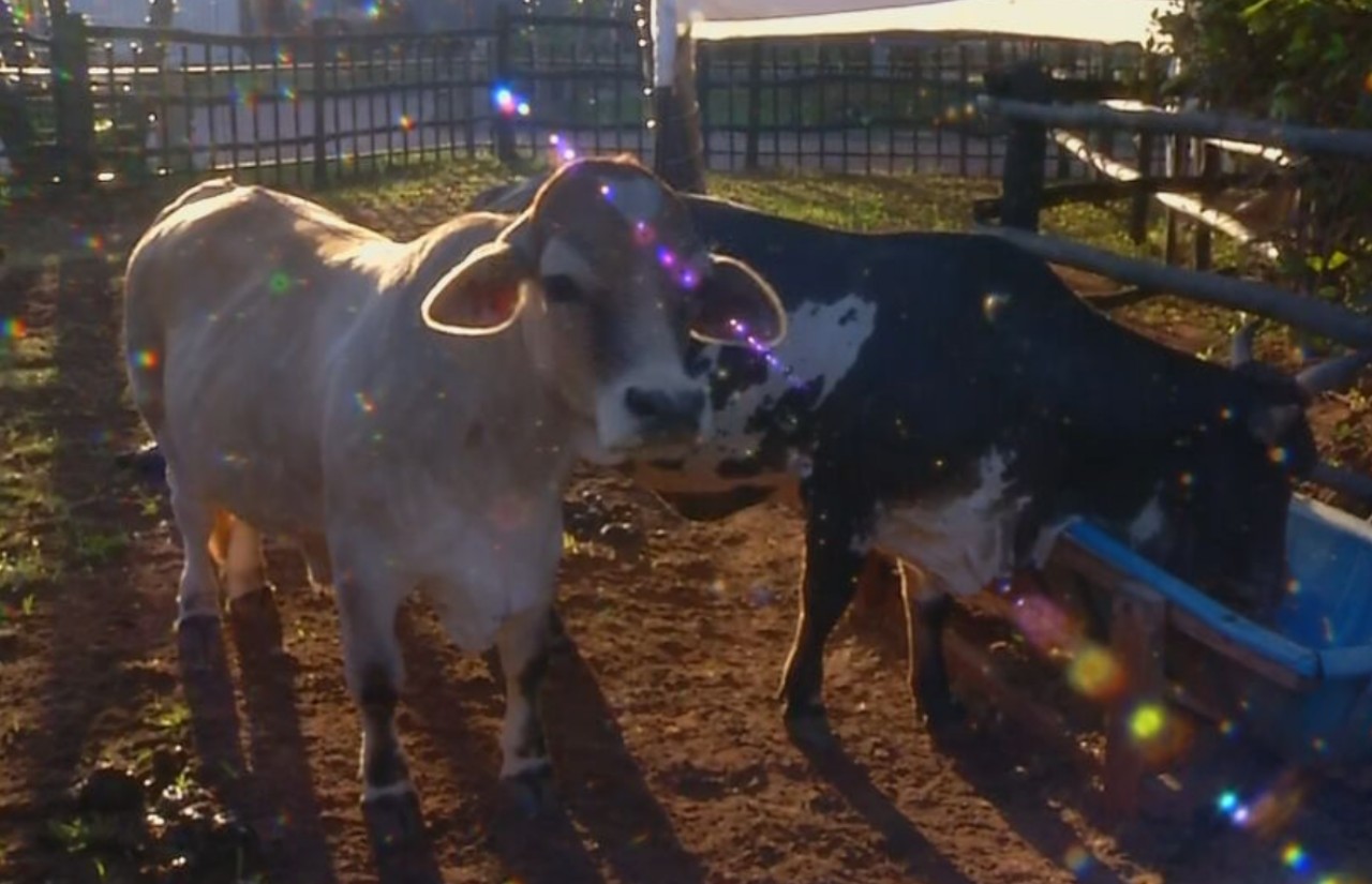 Cidade adota presépio com mais de 30 animais vivos no interior de SP