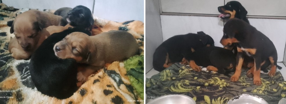 Os animais estão recebendo os cuidados necessários e serão encaminhados a adoção posteriomente — Foto: Imagens cedidas/Prefeitura de Itapeva