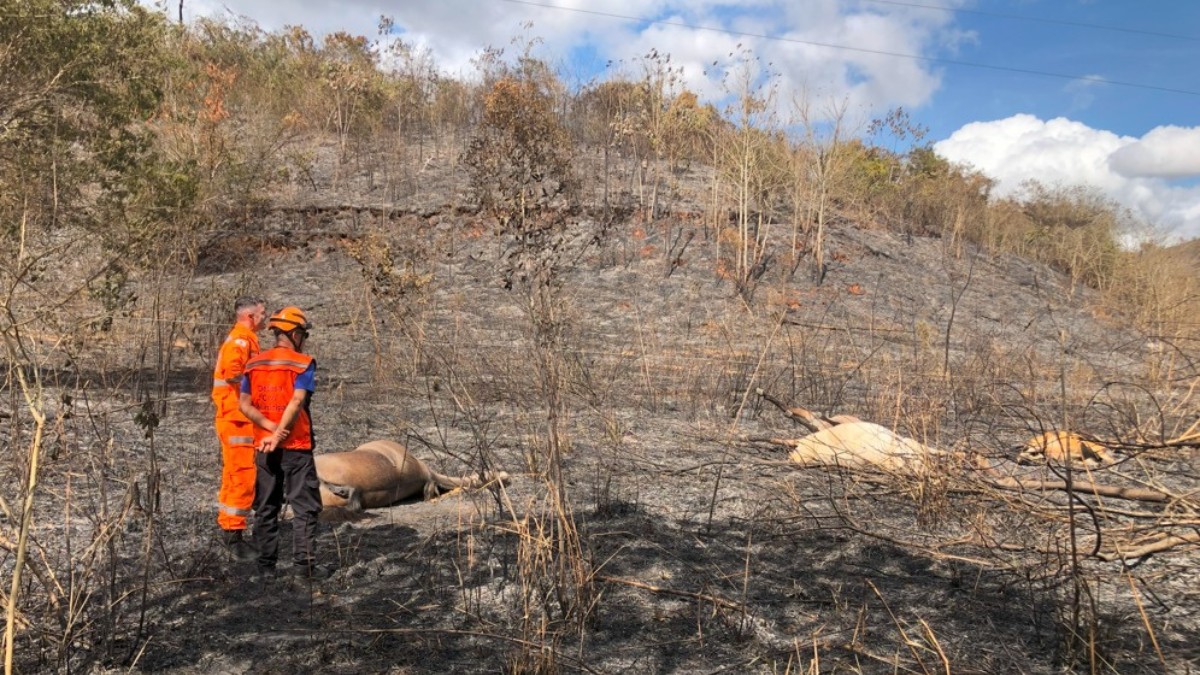 Cavalos morrem eletrocutados após incêndio danificar rede da Cemig em Timóteo
