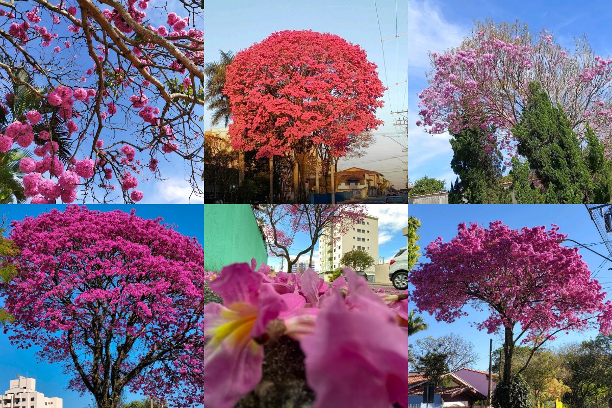 Florada de ipês-rosa colore ruas do Vale do Paraíba e encanta moradores; confira histórias e fotos