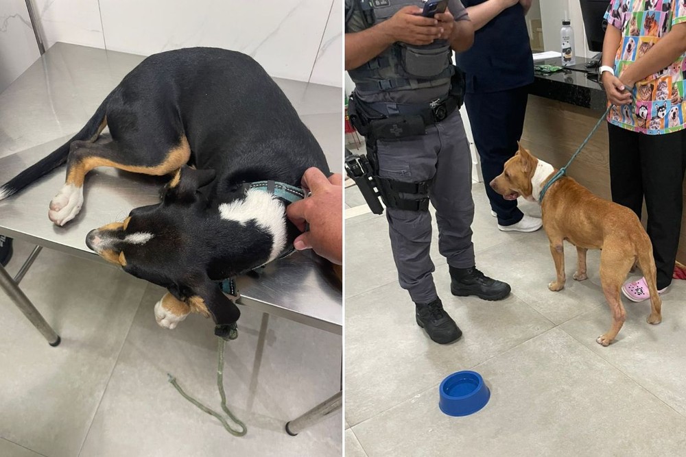 Cachorros foram agredidos por homem em Praia Grande - Imagem: Reprodução / TV Tribuna