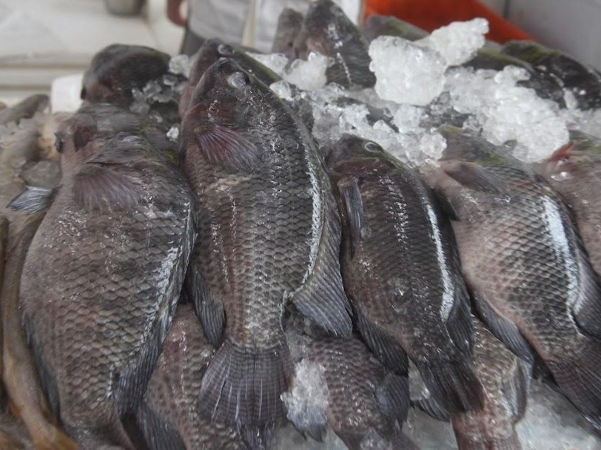 Mercado de Peixes de Santos realiza Festival da Tilápia com descontos especiais