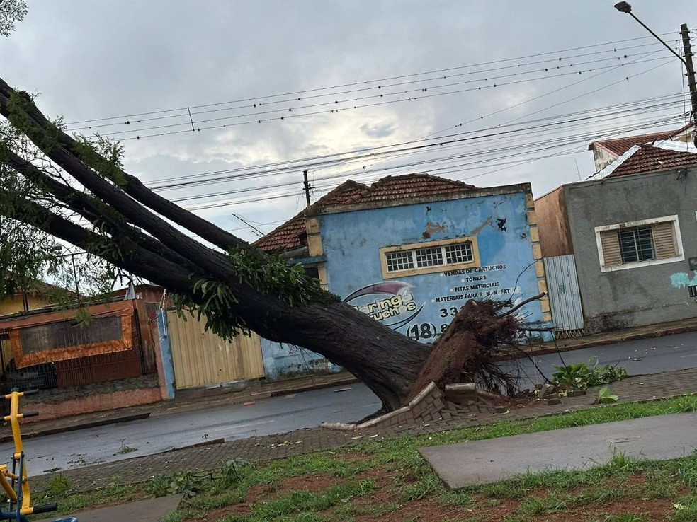 Temporal derrubou árvores, que atingiram fiação elétrica, causando interrupção do serviço em algumas regiões — Foto: Em Dia Com a Notícia/Divulgação