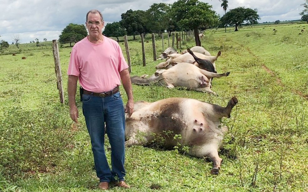 Fatalidade: raio mata tropa de cavalos em fazenda; vídeo — CompreRural