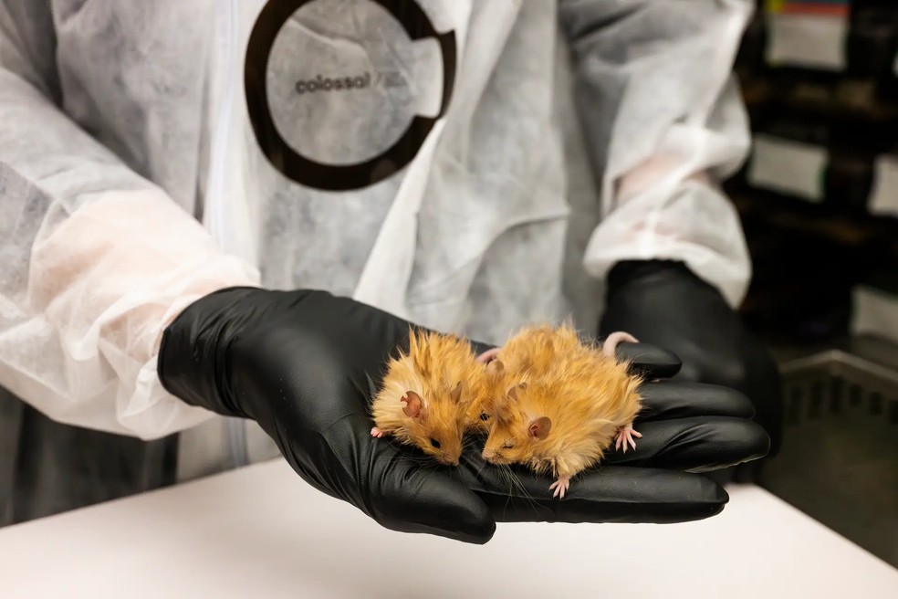Camundongo geneticamente modificado — Foto: Colossal Biosciences