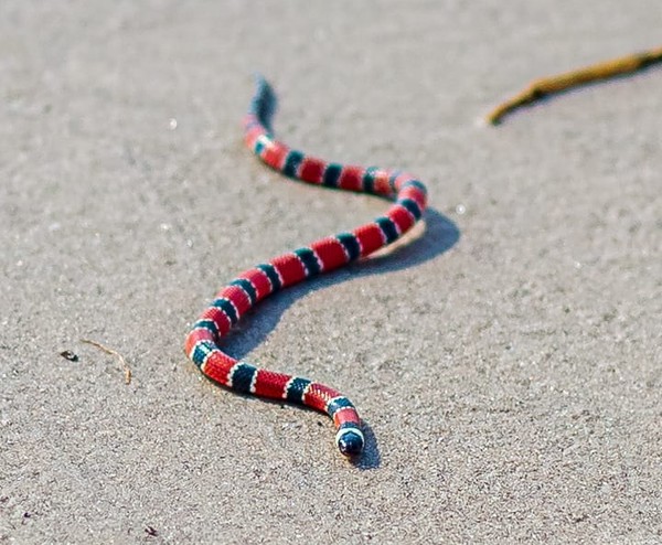 Blog da Cobra Coral: Meia Wesley deve deixar o Santa Cruz