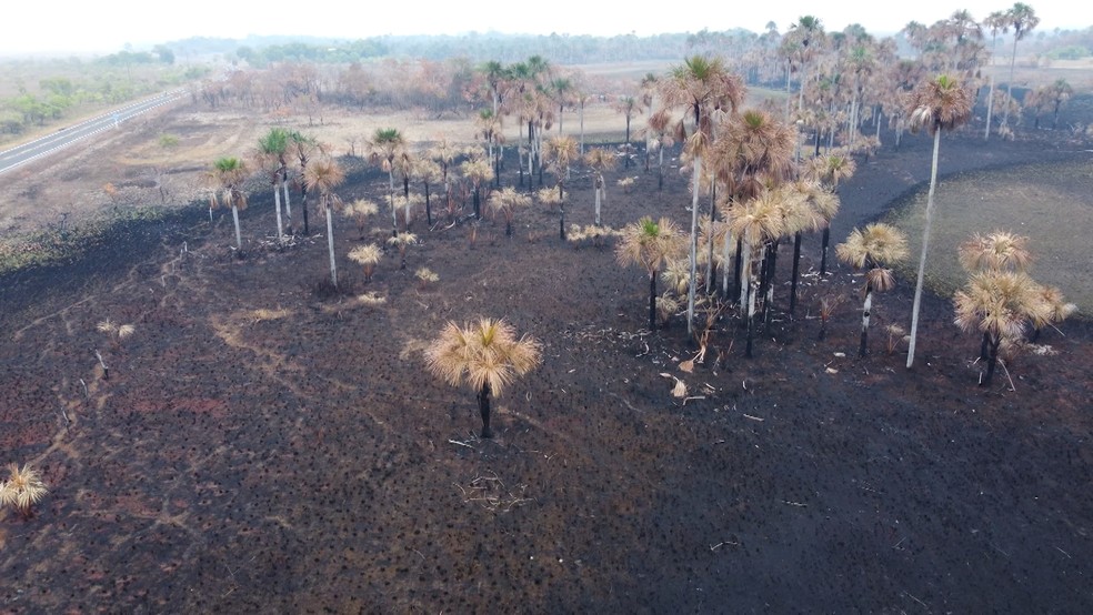 Área de buritizal queimada no Cantá, interior de Roraima, em março de 2024. — Foto: Ronny Alcântara/Rede Amazônica