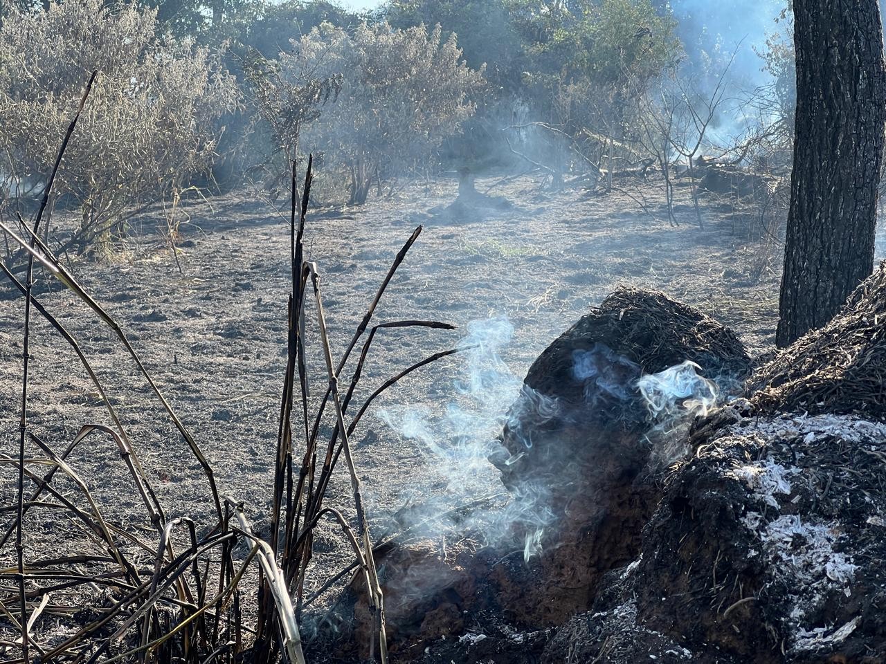 Fogo destrói 10 hectares na área do antigo IPA em Rio Preto