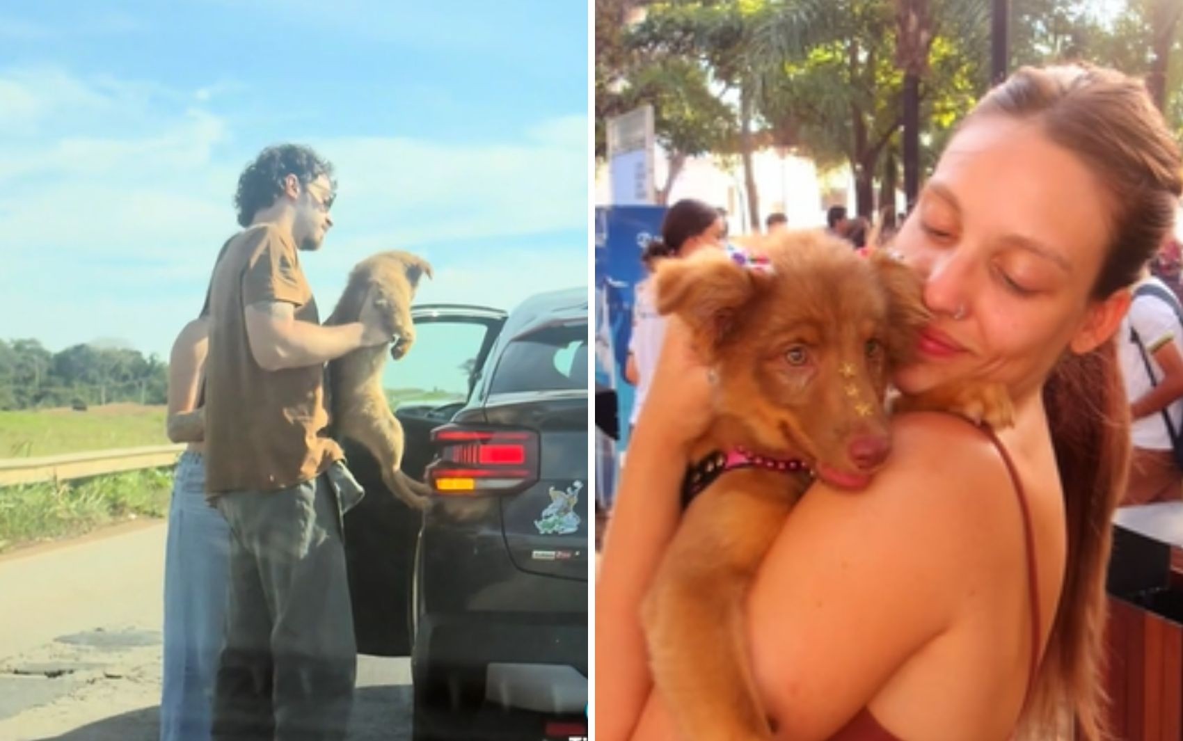 Casal de Goiânia salva cadelinha de atropelamento, adota o animal e vídeo emociona nas redes